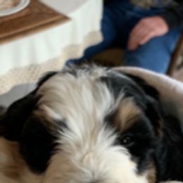 Goldendoodle, Bernedoodle, Poodle, Sheepadoodle, and Yorkshire Terrier Puppies from Free State Pedigrees