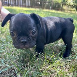 Violet - Black and white female French Bulldog puppy in Greenfield, Missouri from Hope Mountain French Bulldogs