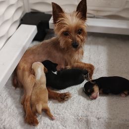 Bloodhound and Yorkshire Terrier All Grown Up from Buckingham Bloodhounds