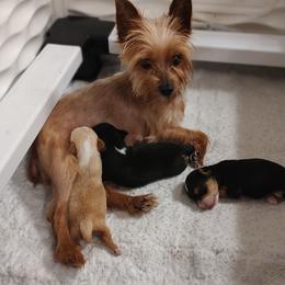Bloodhound and Yorkshire Terrier All Grown Up from Buckingham Bloodhounds