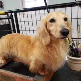 Dachshund All Grown Up from Karmas Dachshunds