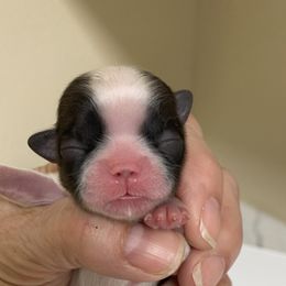 Shih Tzu Puppies from Willow Lane Shih Tzus