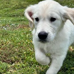 Snoopy - Light golden male Golden Retriever puppy in Lehigh Acres, Florida from Puppy Love