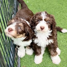 Brownie 4000 - Tri-color female Bernedoodle puppy in Royse City, Texas from Platinum Bernedoodles of Texas