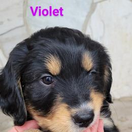 Australian Shepherd and Miniature Australian Shepherd Puppies from Cara Harker