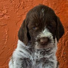 Leonberger and Spinone Italiano Puppies from Starfire Leonbergers and Spinone Italiano