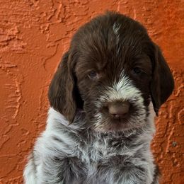 Leonberger and Spinone Italiano Puppies from Starfire Leonbergers and Spinone Italiano
