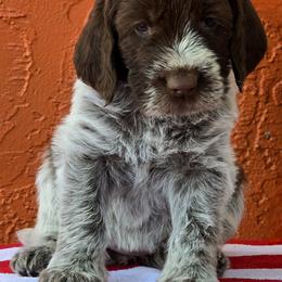 Leonberger and Spinone Italiano Puppies from Starfire Leonbergers and Spinone Italiano
