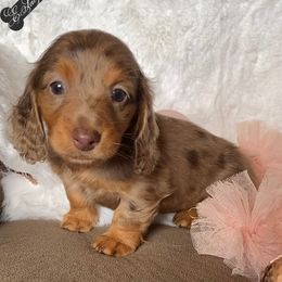 Dachshund and Miniature Schnauzer Puppies from The Bossy Doxie Farm
