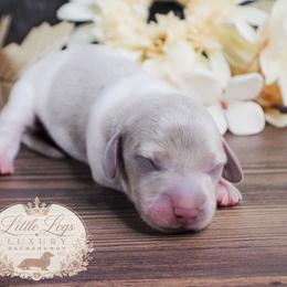 CKC Bramley - Dapple male Dachshund puppy in Christiansburg, Virginia from Little Legs Luxury Dachshunds LLC