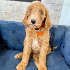 Cherry - Apricot male Irish Doodle puppy in Indiahoma, Oklahoma from Farm Fresh Doodles