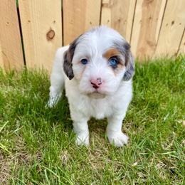 Goldie - Blue merle female Aussiedoodle puppy in Heber City, Utah from Junipersdoodles