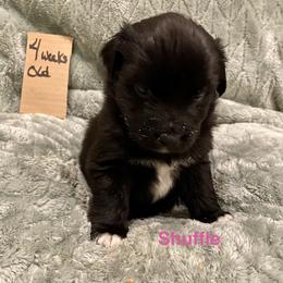 Shuffle - Black & white female Australian Shepherd puppy in Wisconsin Dells, Wisconsin from Nicara kennel