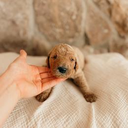 Jackson - Apricot male Goldendoodle puppy in Yukon, Oklahoma from Bows and Ties Doodles, LLC