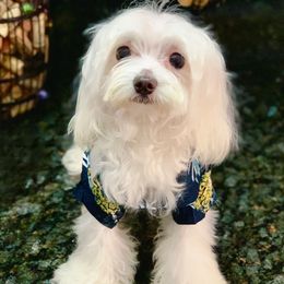 Mickey - Maltese