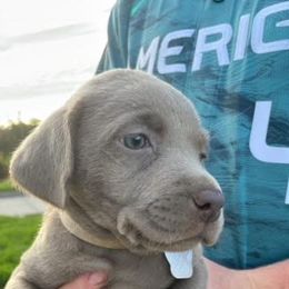 Basset Hound and Labrador Retriever Puppies from Porter Kennels