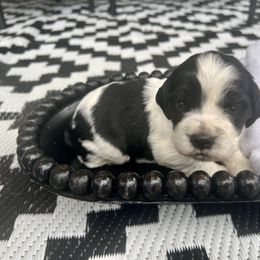 Spooky - White and black male English Springer Spaniel puppy in Swainsboro, Georgia from Sweet Georgia Springers