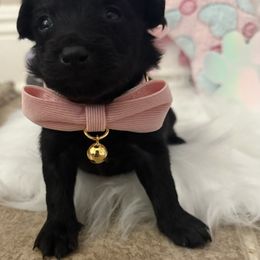 Girl 3 - Black female Companion Cross puppy in Covington, Louisiana from 🐾 Alexander’s Little Angels 🐾