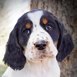 Girl 2 - Black white and tan female English Springer Spaniel puppy in Great Falls, Montana from Big Sky Springers