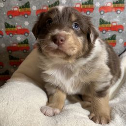 Australian Shepherd Puppies from M3 Sassafrass Ranch