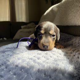 Paloma - Black and tan female Dachshund puppy in Merced, California from The Graceful Dachshund Kennel