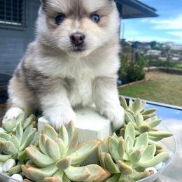 Pomsky Puppies from Pomskies of Hawaii