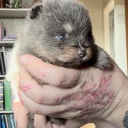 Indie - Blue and tan female Pomeranian puppy in El Sobrante, California from Little Lovers Kennels, LLC