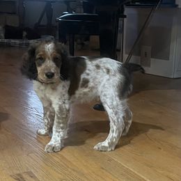 English Springer Spaniel All Grown Up from Sugar Creek Springer Spaniels