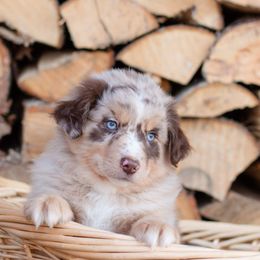 Border Collie, Miniature American Shepherd, and Miniature Australian Shepherd Puppies from Greenbriar Hills