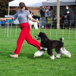 Poodles from High Desert Standard Poodles