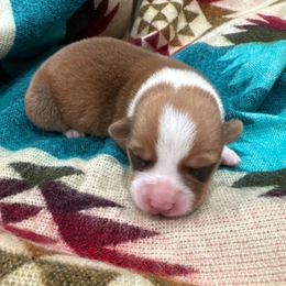 Boy 2 - Red male Pembroke Welsh Corgi puppy in Beggs, Oklahoma from Blue Diamond Corgi’s