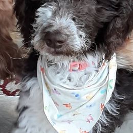 Goldendoodles from Mountain Doods