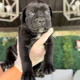 Chiarra - Black female Cane Corso puppy in Las Vegas, Nevada from LV3M Cane Corso