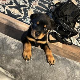 Rottweiler Puppies from Vom Haus Ayers Rottweilers