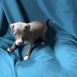 Amato - Blue male Italian Greyhound puppy in Plains, Georgia from Amayz Italian Greyhounds