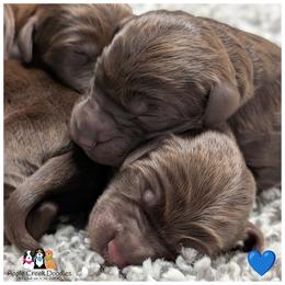 F1 Labradoodles - OFA-Genetics-2 Year Warranty. - Chocolate male Labradoodle puppy in Jeddo, Michigan from Apple Creek Doodles