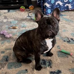 French Bulldog Puppies from Peaceful Prayers French Bulldogs