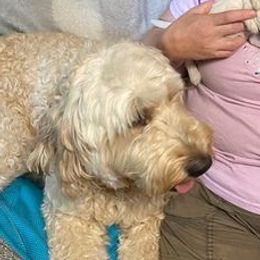 Double Doodles and Goldendoodles from Shirley’s Delightful Doodles