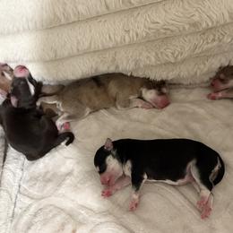Pomsky puppies from Nini sunflowers