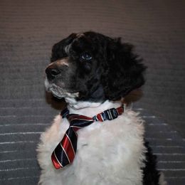 Poodle Puppies from MD Triple Creek Ranch