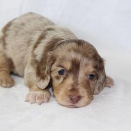 Luna - Dapple female Dachshund puppy in Powderly, Texas from Kuttin’ Up Mini Aussies