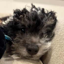 Peppermint - Black and white male Companion Cross puppy in Glenmont, New York from CocoPuff Breeders