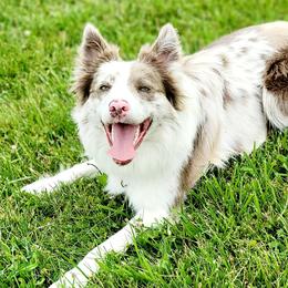 Chaos - Border Collie
