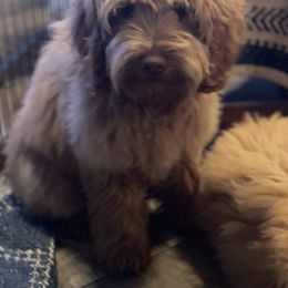 Dan - Australian Labradoodle