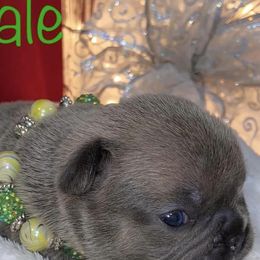 French Bulldogs from Big Creek Kennels