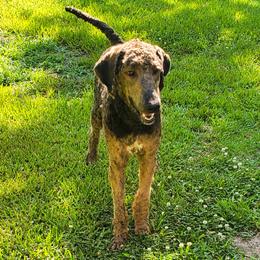 Jagger - Poodle