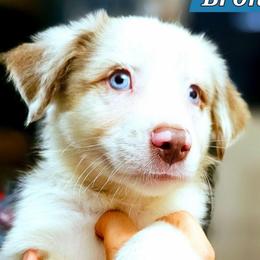 Bronte - Red merle male Miniature Australian Shepherd puppy in Punta Gorda, Florida from Christie's Creekside Aussies