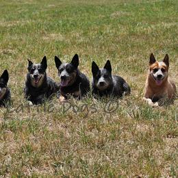 Australian Cattle Dogs from Stellar Cattle Dogs