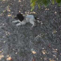 AKC Opal Genetically cleared - Parti female Poodle puppy in Holiday, Florida from In the Name of Fluff