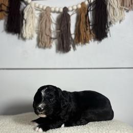 Sweetie - Black and white female Bernedoodle puppy in Bellevue, Iowa from Blended Acres & Kennels
